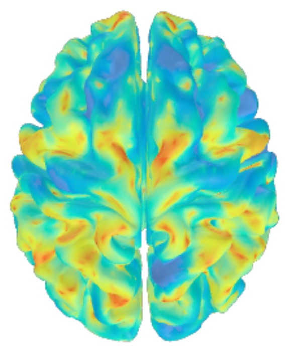 fMRI brain activation