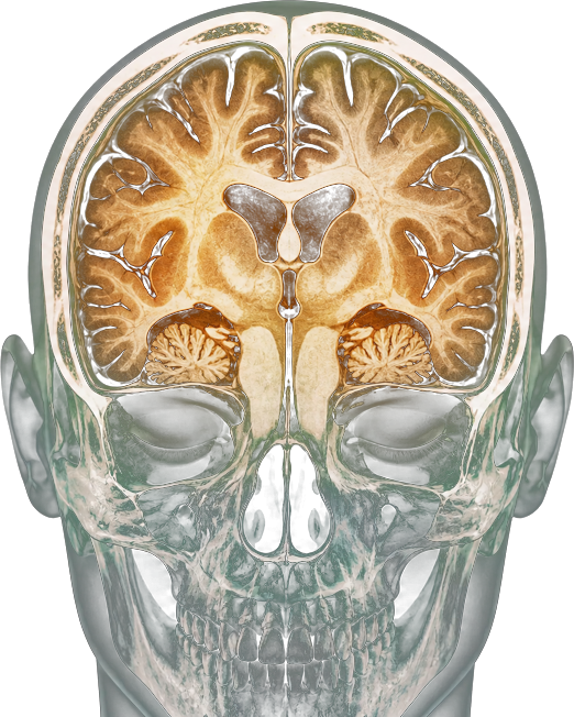 Neural readout Neural readout of a human head